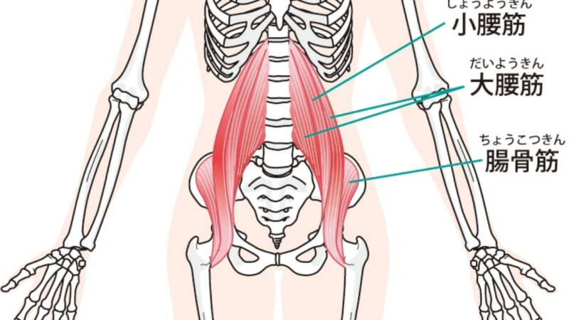 腰痛の原因は腸腰筋かも