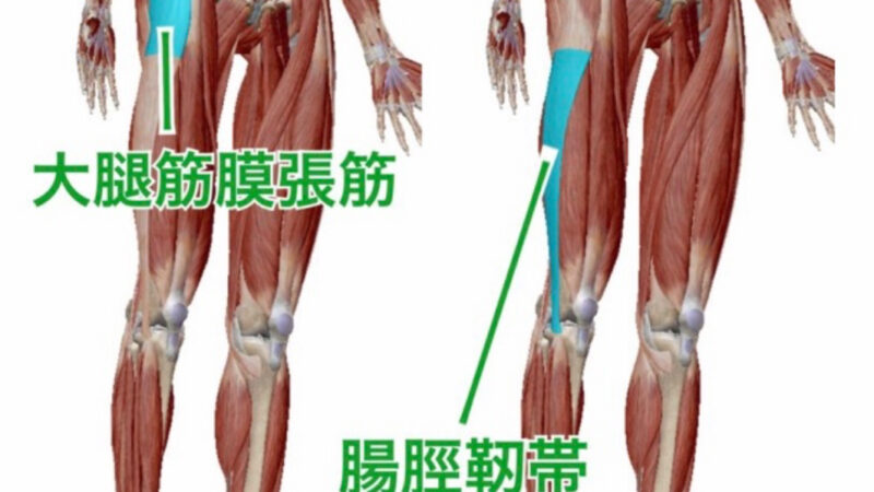 腰痛と大腿筋膜張筋との関連